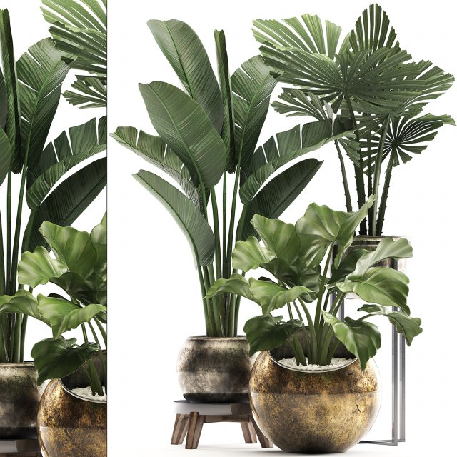 decorative plants in flower pots for the interior 466a Model 3D .c4d .max .obj .3ds .fbx .stl .blend 