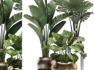 decorative plants in flower pots for the interior 466a 3D Model