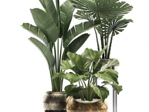 decorative plants in flower pots for the interior 466a 3D Model