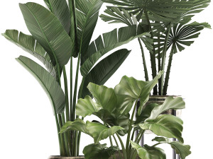 decorative plants in flower pots for the interior 466a Model 3D