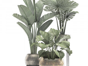 decorative plants in flower pots for the interior 466a Model 3D