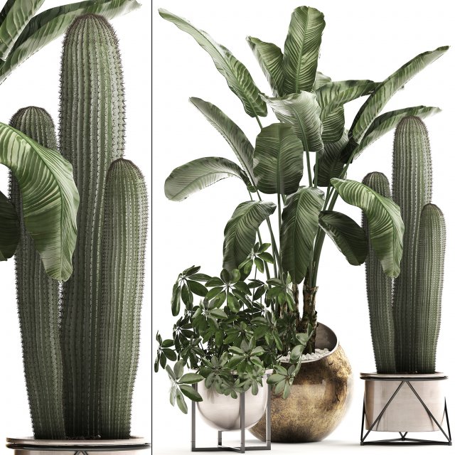 decorative plants in flower pots for the interior 467a Modelo 3D .c4d .max .obj .3ds .fbx .stl .blend 