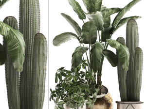 decorative plants in flower pots for the interior 467a Modelo 3D