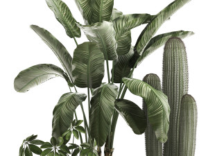 decorative plants in flower pots for the interior 467a Modelo 3D