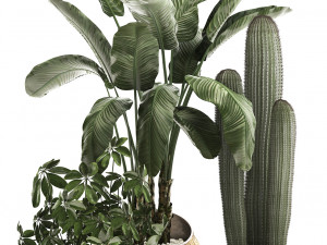 decorative plants in flower pots for the interior 467a Modelo 3D