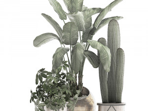 decorative plants in flower pots for the interior 467a Modelo 3D