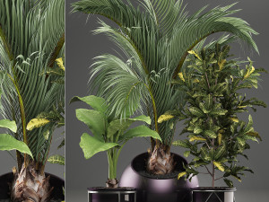 decorative plants in flower pots for the interior 468a 3D मॉडल