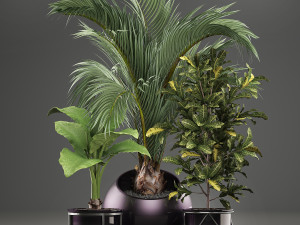 decorative plants in flower pots for the interior 468a 3D Model