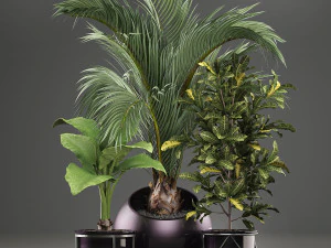 decorative plants in flower pots for the interior 468a 3D Model