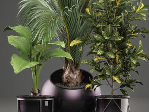 decorative plants in flower pots for the interior 468a 3D Model