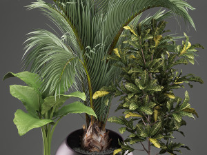 decorative plants in flower pots for the interior 468a 3D Model