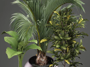 decorative plants in flower pots for the interior 468a 3D Model