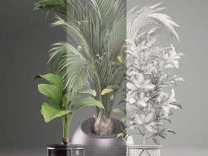 decorative plants in flower pots for the interior 468a 3D Model