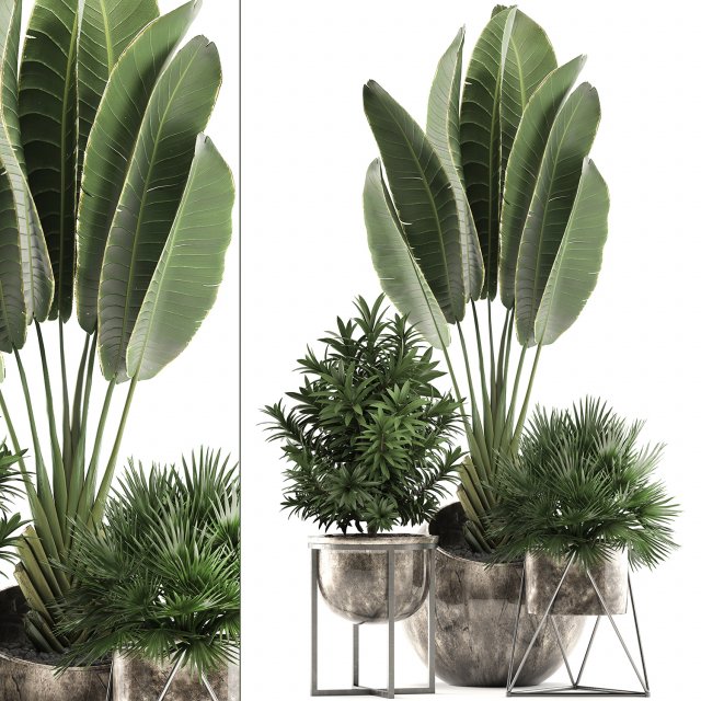 decorative plants in flower pots for the interior 469a 3D मॉडल .c4d .max .obj .3ds .fbx .stl .blend 