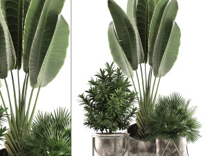 decorative plants in flower pots for the interior 469a 3D Model