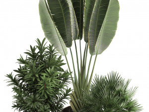 decorative plants in flower pots for the interior 469a 3D मॉडल