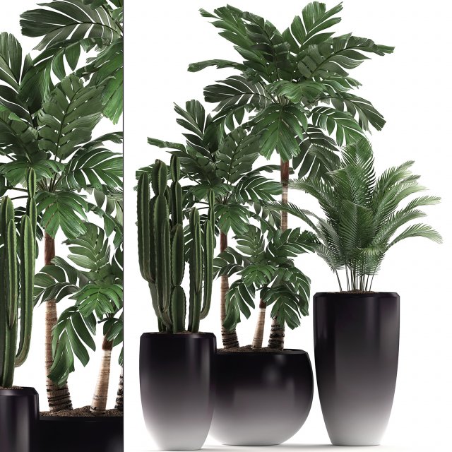 decorative plants in flower pots for the interior 470a 3D-Modell .c4d .max .obj .3ds .fbx .stl .blend 