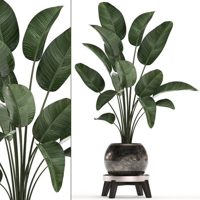 decorative plants in flower pots for the interior 471a Modello 3D .c4d .max .obj .3ds .fbx .stl .blend 