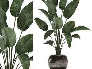 decorative plants in flower pots for the interior 471a 3D Model