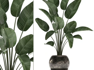 plantas decorativas em vasos de flores para o interior 471a Modelo 3D