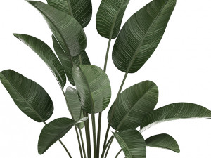 decorative plants in flower pots for the interior 471a Modello 3D