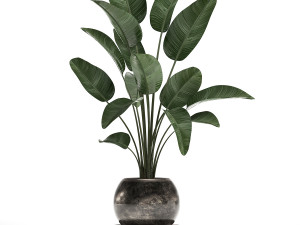 decorative plants in flower pots for the interior 471a Modello 3D