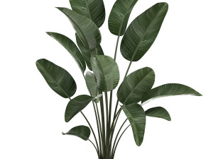 decorative plants in flower pots for the interior 471a Modello 3D