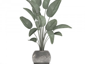decorative plants in flower pots for the interior 471a Modello 3D