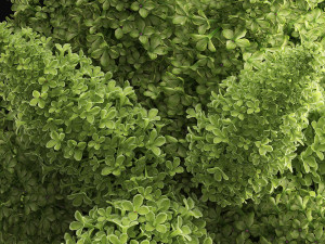 bouquet of green lilacs in a vase 94a 3Dモデル