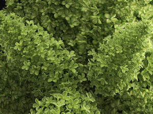 bouquet of green lilacs in a vase 94a 3D Model