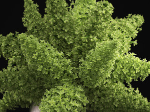 bouquet of green lilacs in a vase 94a 3Dモデル