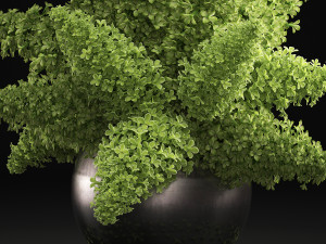 bouquet of green lilacs in a vase 94a 3Dモデル