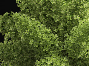 bouquet of green lilacs in a vase 94a 3Dモデル