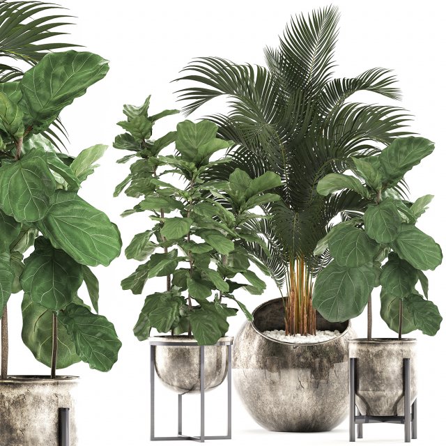 decorative plants in flower pots for the interior 474 Modelo 3D .c4d .max .obj .3ds .fbx .stl .blend 