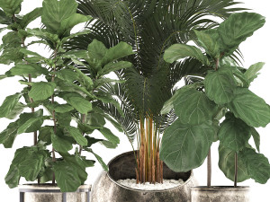 decorative plants in flower pots for the interior 474 Modelo 3D