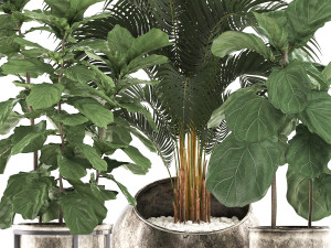 decorative plants in flower pots for the interior 474 Modelo 3D