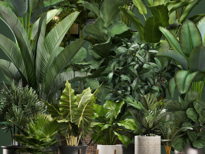 collection of potted plants for the interior of 20 pieces new 3D Model