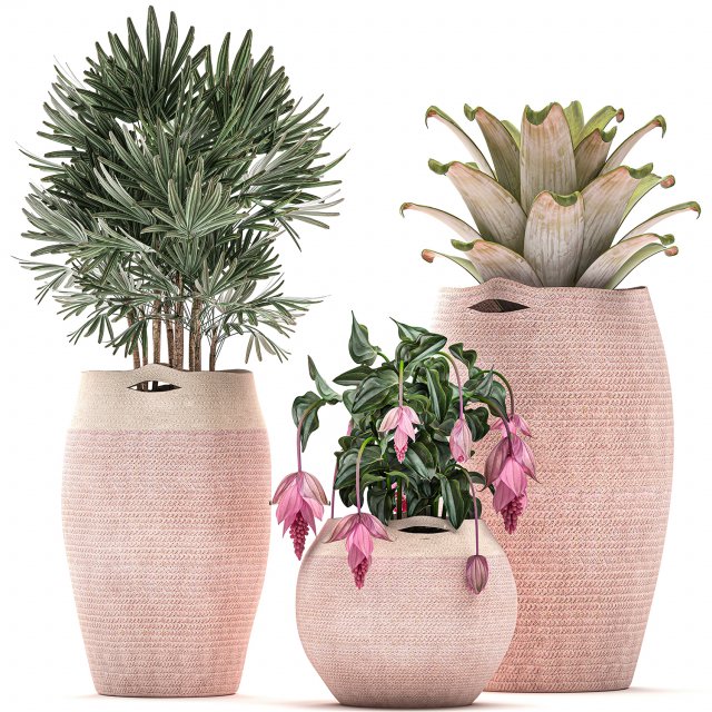 decorative plants in flower pots for the interior 479 Model 3D .c4d .max .obj .3ds .fbx .stl .blend 