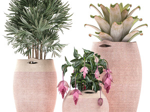 decorative plants in flower pots for the interior 479 3D Model