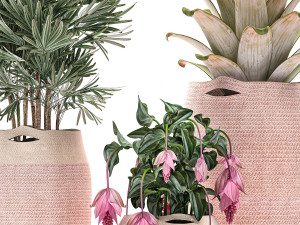 decorative plants in flower pots for the interior 479 Model 3D