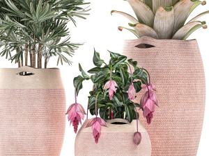 decorative plants in flower pots for the interior 479 Model 3D