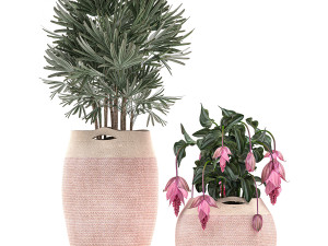 decorative plants in flower pots for the interior 479 Model 3D