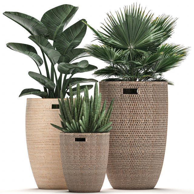 decorative plants in flower pots for the interior 480 3D 模型 .c4d .max .obj .3ds .fbx .stl .blend 