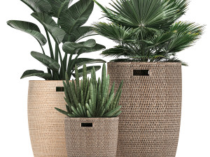 decorative plants in flower pots for the interior 480 3D Модель