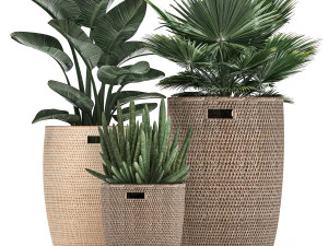 decorative plants in flower pots for the interior 480 3D Model