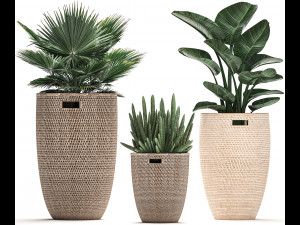 decorative plants in flower pots for the interior 480 3D 模型