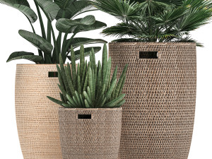decorative plants in flower pots for the interior 480 3D 模型