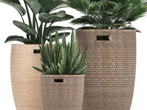 decorative plants in flower pots for the interior 480 3D Model