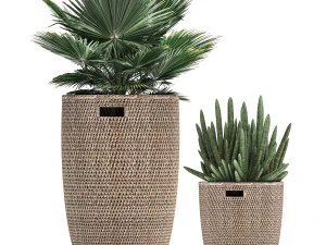 decorative plants in flower pots for the interior 480 3D Model