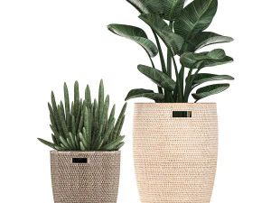 decorative plants in flower pots for the interior 480 3D Model